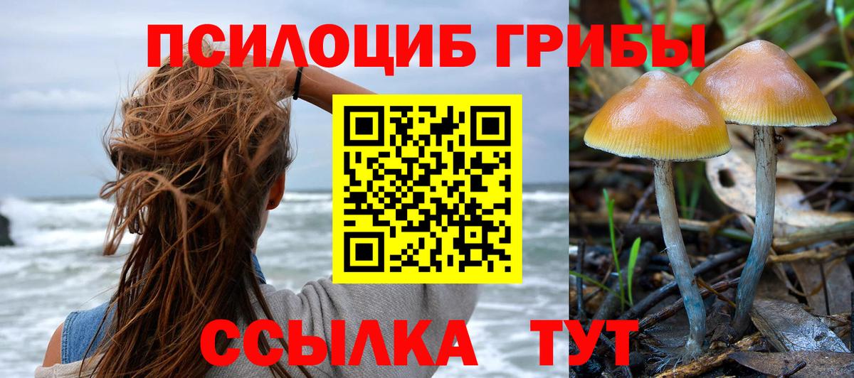 Галлюциногенные грибы Psilocybine cubensis Сургут